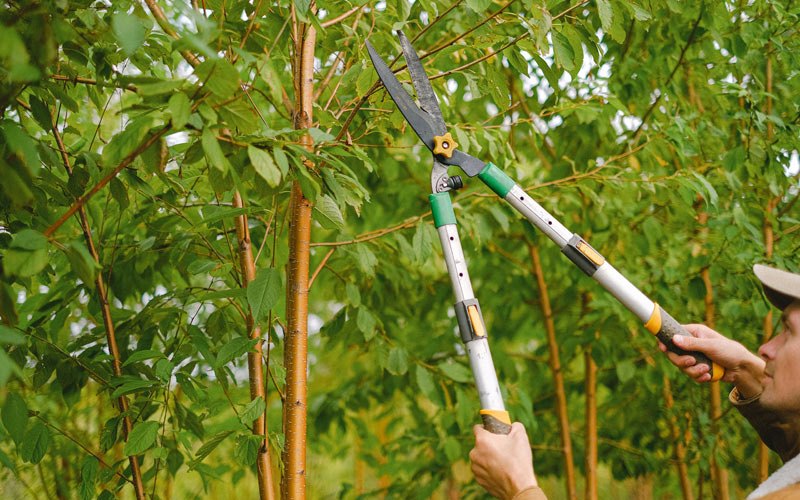 Tree trimming in Deer Park, CA